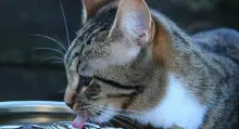 Con qué frecuencia debo cambiar el agua de mi gato; esto es lo que debo saber antes de tener un mínimo en casa y cómo causarle bienestar.