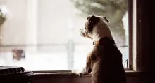 Conozca cómo evitar que lo multen por tener una mascota ruidosa en la casa y qué hacer si un perro no para de ladrar, algunos consejos.