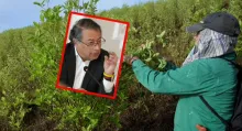 Gustavo Petro planteó la posibilidad luego de que la Oficina de Naciones Unidas contra la Droga y el Delito confirmó que el área sembrada con coca aumentó.