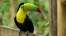 La gobernadora del Tolima Adriana Magali Matiz, puso sobre la mesa temas sobre conservación de la biodiversidad y clases en colegios para fomentarla.
