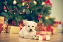 Estos son los planes más divertidos para hacer con su perro en Navidad