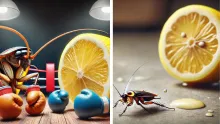 El limón ofrece una manera sencilla y natural de mantener las cucarachas fuera de la cocina.