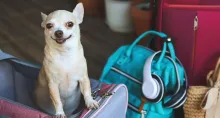 Sura y Assist Card son algunas de las empresas que venden seguros de viajes para mascotas en Colombia, con diferentes servicios y cobertura