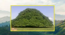 Conozca dónde está ubicado el árbol más grande de Colombia, cuánto mide y por qué se sembró en el país para reconocimiento de qué.