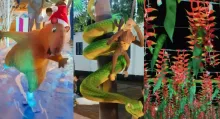 ¿Cómo llegar a Casanare desde Bogotá? Alumbrado viral de Pore que es criollo y diferente; sus habitantes se sienten orgullosos porque es el más llanero.