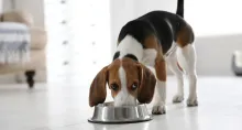 Alimentos para mascotas aumentaron sus ventas en 2024 y creció considerablemente su mercado entre los hogares en Colombia, según halló un estudio