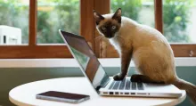 Los gatos se acuestan sobre el computador por razones que van más allá de marcar su territorio. Tiene que ver con los vínculos. 