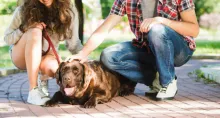 Los dueños de perros que vivan en conjuntos residenciales deberán cumplir exigente requisito y de no ser así tendrían sanciones monetarias. 