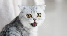 Detalles de por qué los gatos abren la boca cuando huelen algo y en qué situaciones sucede. Le permite entender mejor su entorno y comunicarse con otros.