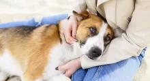 Conozca lo qué se puede hacer si no hay dinero para pagar un veterinario y que atiendan a la mascota por si no está pasando por buen momento.