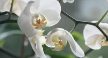 Cuál es el pueblo con más orquídeas en Colombia | Cuánto vale el pasaje de Bogotá a Fusagasugá | Qué hay para hacer en Fusagasugá