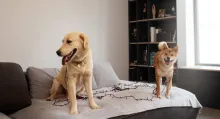 Vivienda en Colombia y multa de $ 432.000 por las mascotas que hagan ruido | Dicen cómo es situación con esos cobros.
