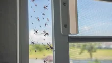 Esta es la planta que debe evitar a toda costa en su casa porque pueden atraer a los mosquitos