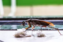 Las cucarachas se sienten atraídas por restos de comida que se posan en algunos electrodomésticos.