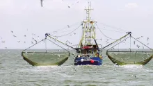 El documental 'OCEAN', liderado por David Attenborough, muestra cómo esta técnica destruye ecosistemas submarinos.