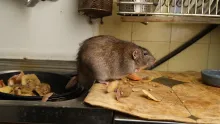 El Pueblo de Cundinamarca que tiene 3 cascadas con nombre de gato, termales y está cerca de Bogotá se llama Tabio