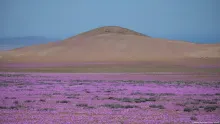 Fenómeno del desierto florido, desierto de Atacama