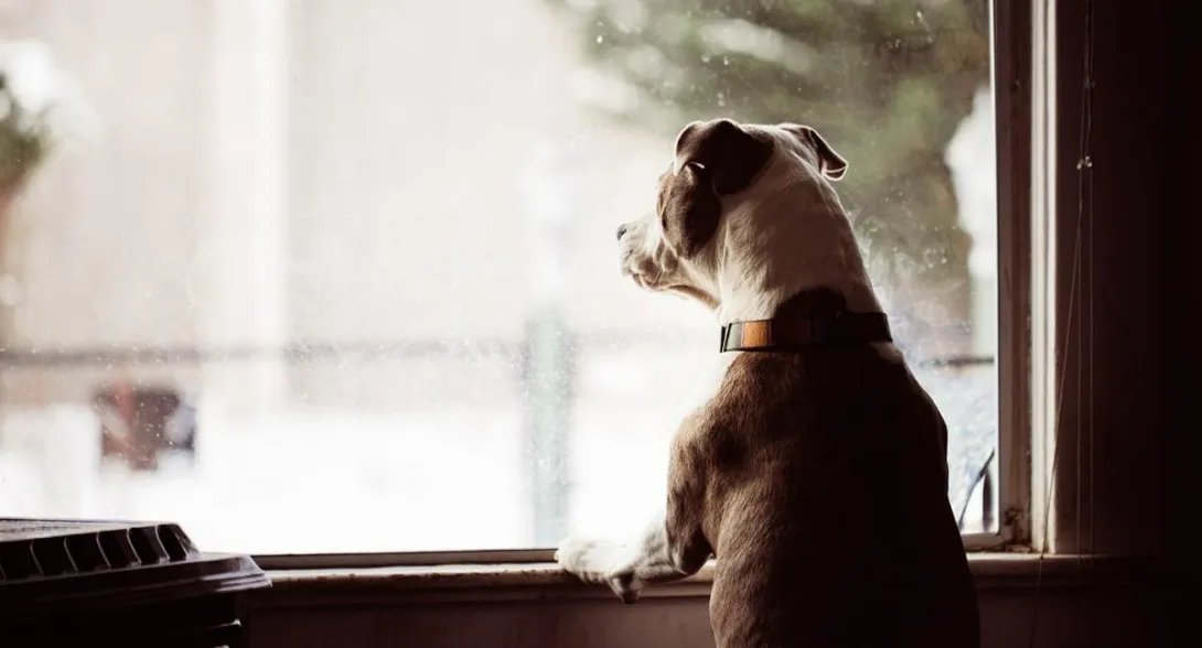 Conozca cómo evitar que lo multen por tener una mascota ruidosa en la casa y qué hacer si un perro no para de ladrar, algunos consejos.