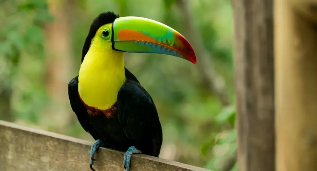 La gobernadora del Tolima Adriana Magali Matiz, puso sobre la mesa temas sobre conservación de la biodiversidad y clases en colegios para fomentarla.