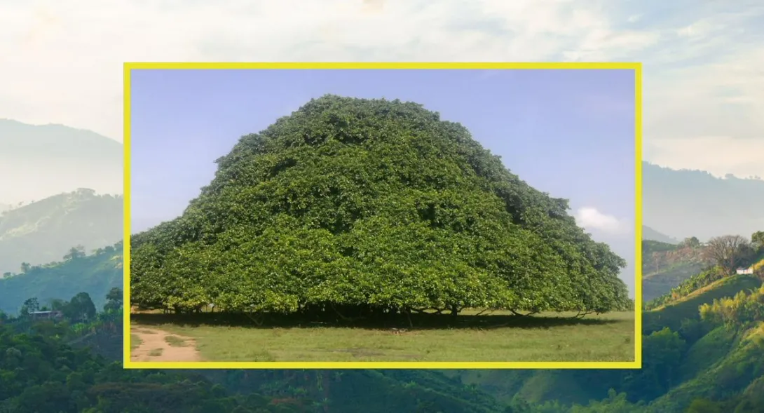 Conozca dónde está ubicado el árbol más grande de Colombia, cuánto mide y por qué se sembró en el país para reconocimiento de qué.