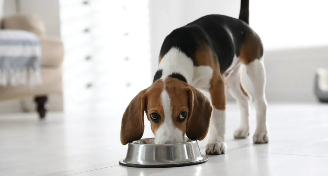 Alimentos para mascotas aumentaron sus ventas en 2024 y creció considerablemente su mercado entre los hogares en Colombia, según halló un estudio