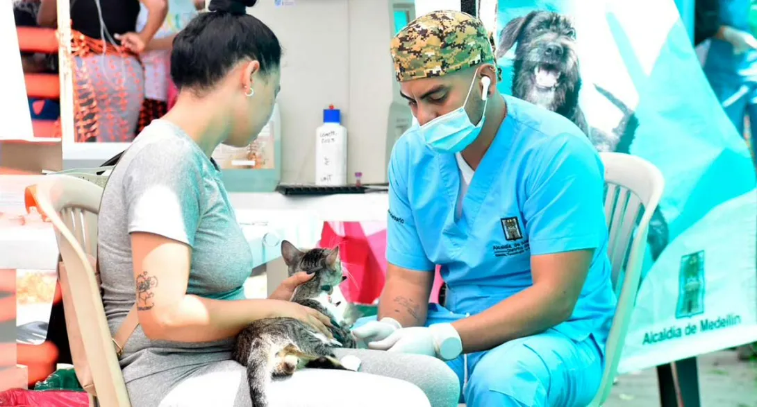 Detalles de dónde esterilizar a mascotas gratis en Medellín. paso a paso para hacer el registro y qué condiciones debe cumplir el dueño y el perro gato.