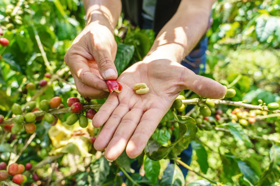 Las plantaciones de café son uno de los atractivos de San José, en el departamento de Caldas.