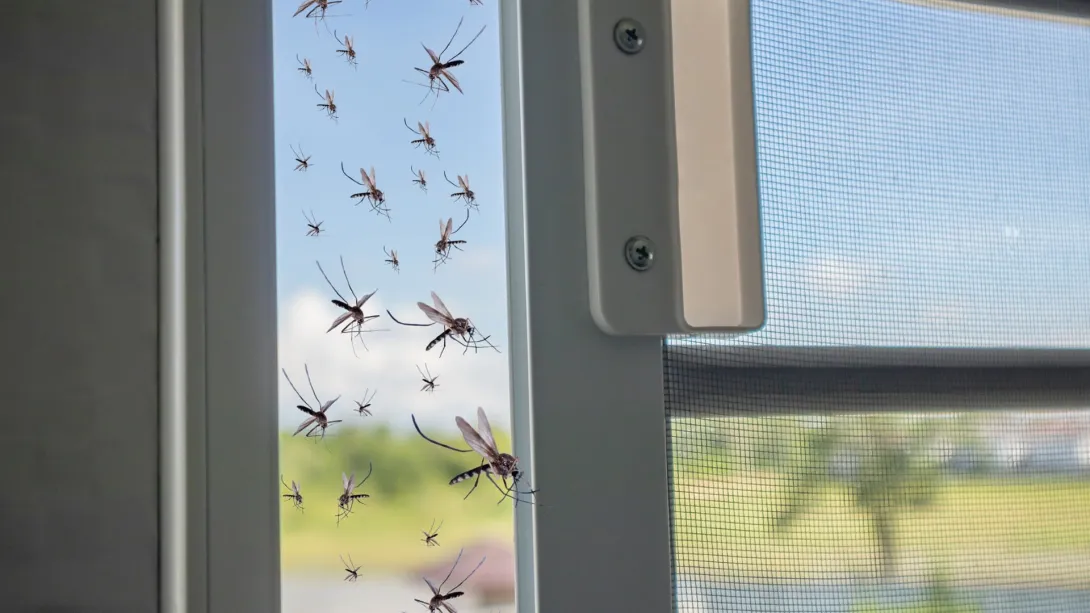 Esta es la planta que debe evitar a toda costa en su casa porque pueden atraer a los mosquitos