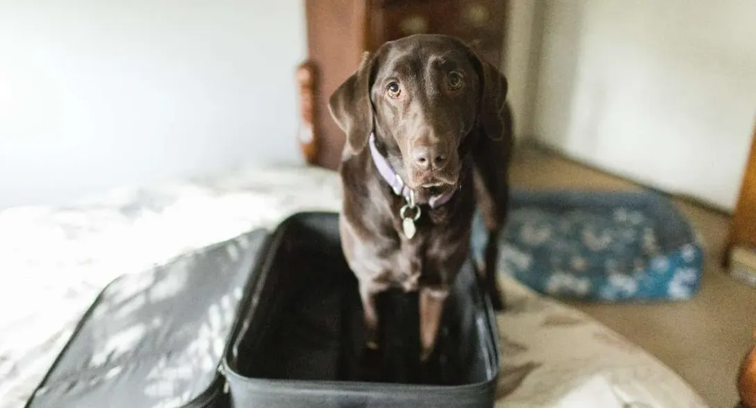 Cómo saber si un perro está diciendo adiós: llamativa revelación detrás de actitudes muy comunes Cómo se comporta un perro durante una despedida | Cómo consolar a un perro cuando se queda solo en casa | Cuánto tiempo se puede dejar a un perro solo